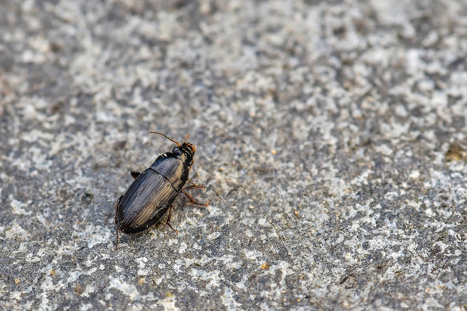 Harpalus anxius - parlagi lomhafutó