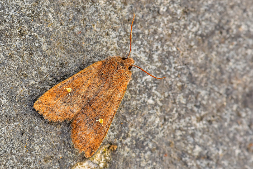 Eupsilia transversa - holdacskás télibagoly