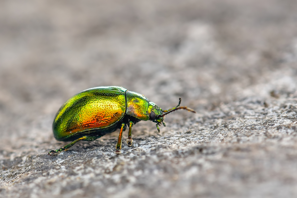 Chrysolina herbacea - zöld mentalevelész