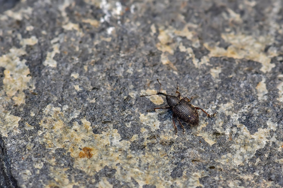 Notaris acridulus - közönséges sásormányos