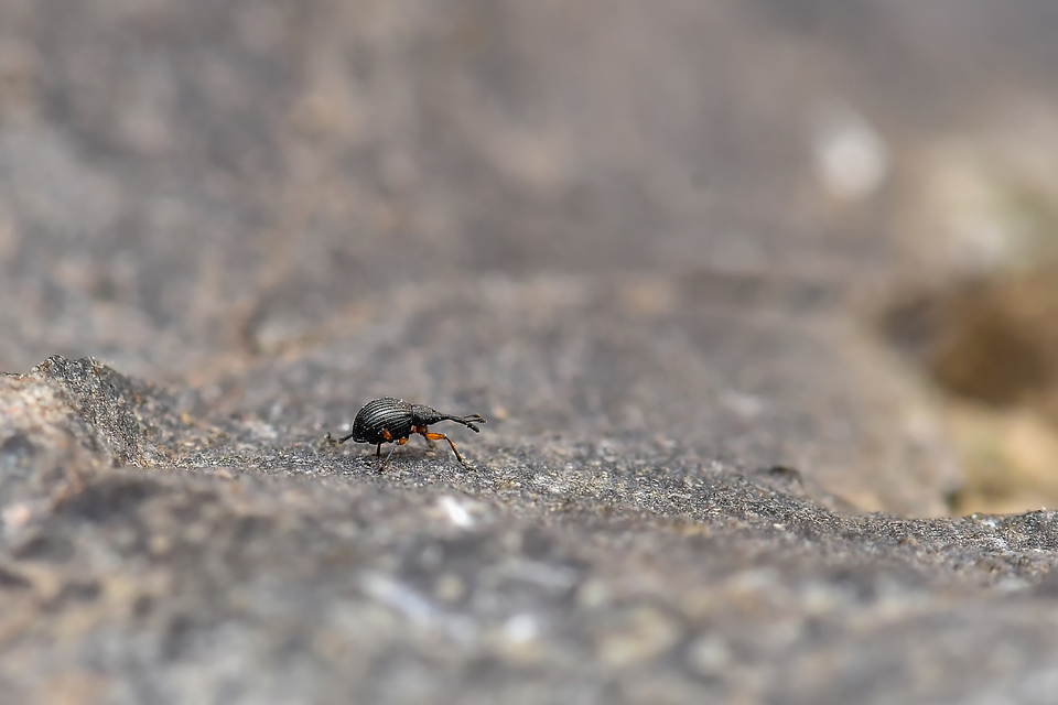 Curculionidae - ormányosbogár-félék