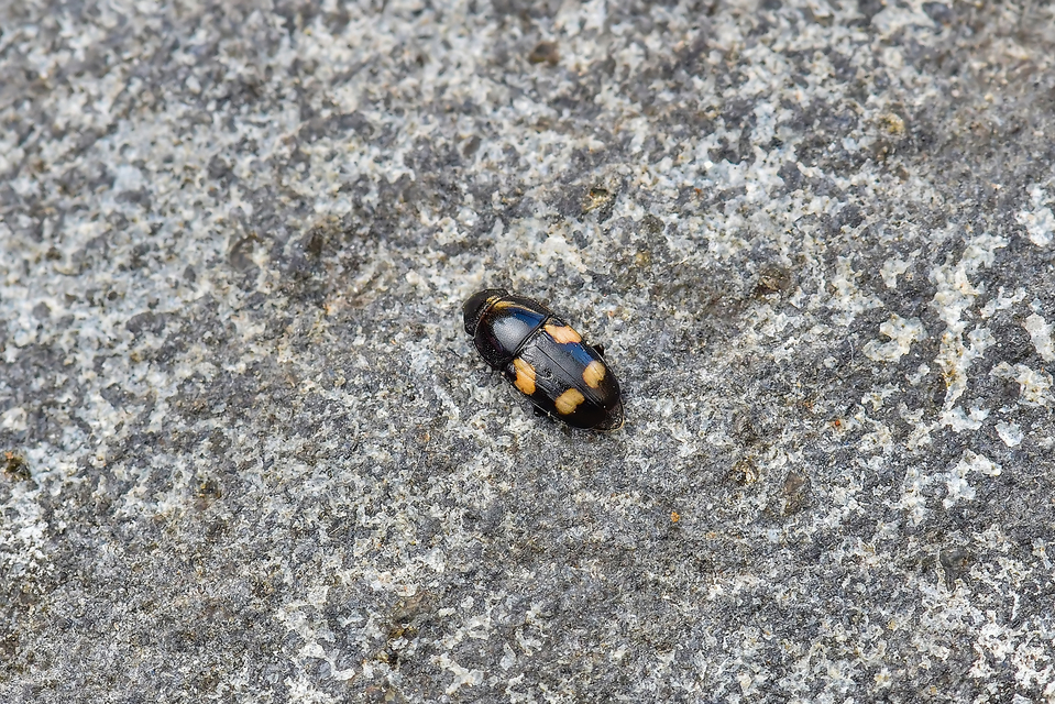 Glischrochilus quadrisignatus - amerikai fénybogár Glischrochilus quadrisignatus - amerikai fénybogár