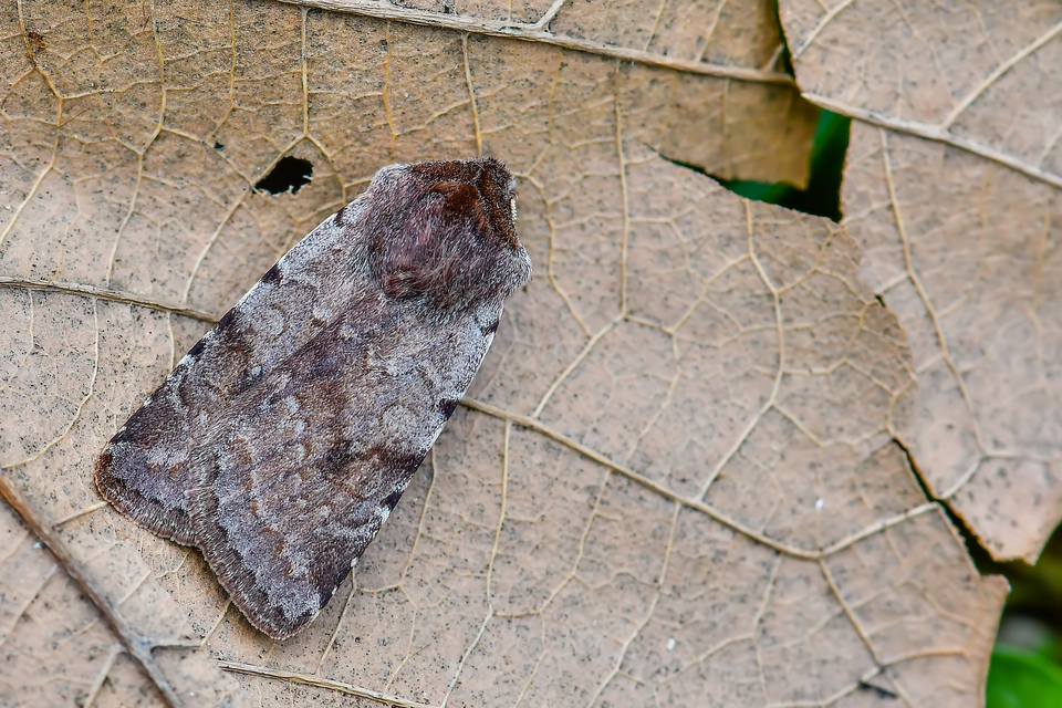 Cerastis rubricosa - vörhenyes tavaszibagoly