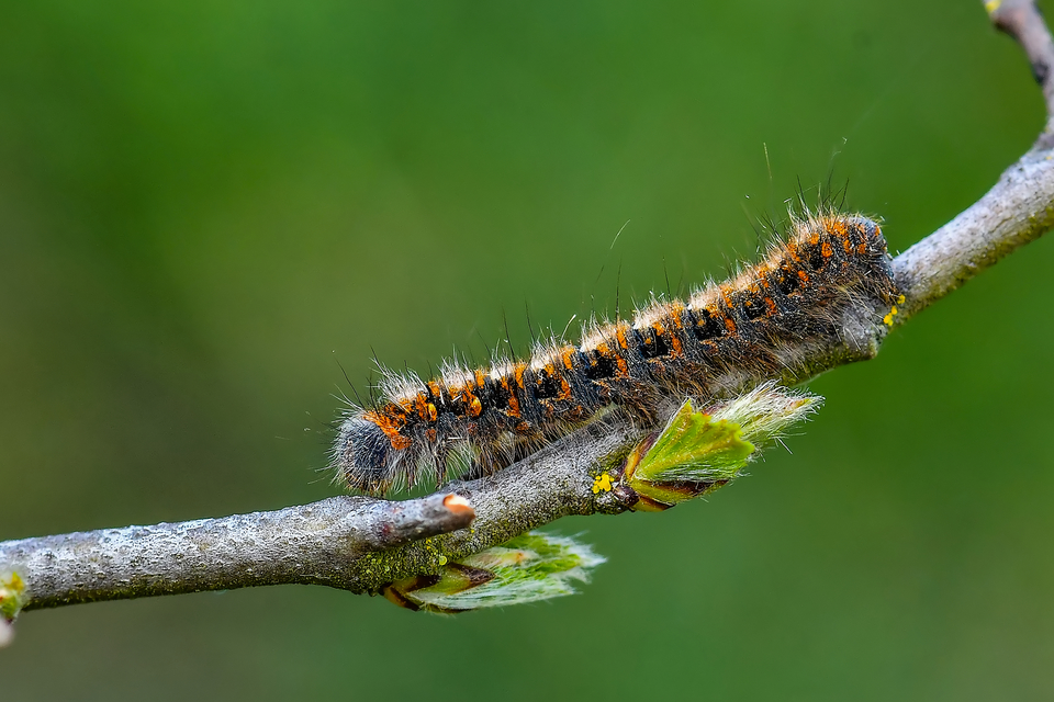 Lasiocampa quercus - tölgyfaszövő