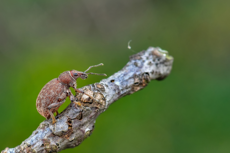 Otiorhynchus ligustici - vincellér-gyalogormányos