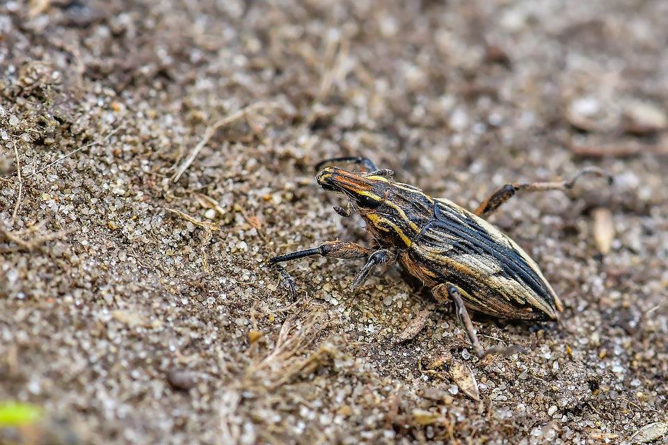Coniocleonus nigrosuturatus - nyíljegyes barkó
