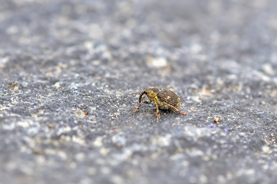 Nedyus quadrimaculatus - közönséges csalánormányos
