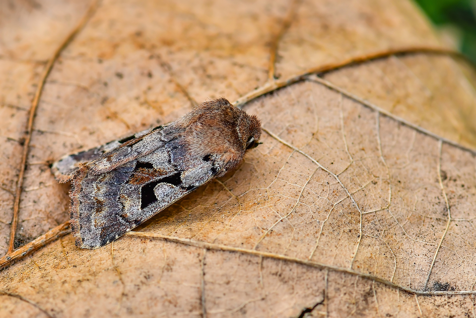 Orthosia gothica - feketefoltos barkabagoly