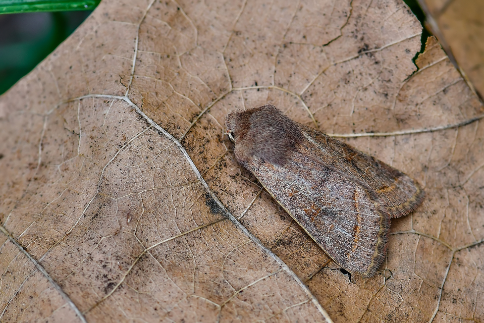 Orthosia cerasi - közepes barkabagoly