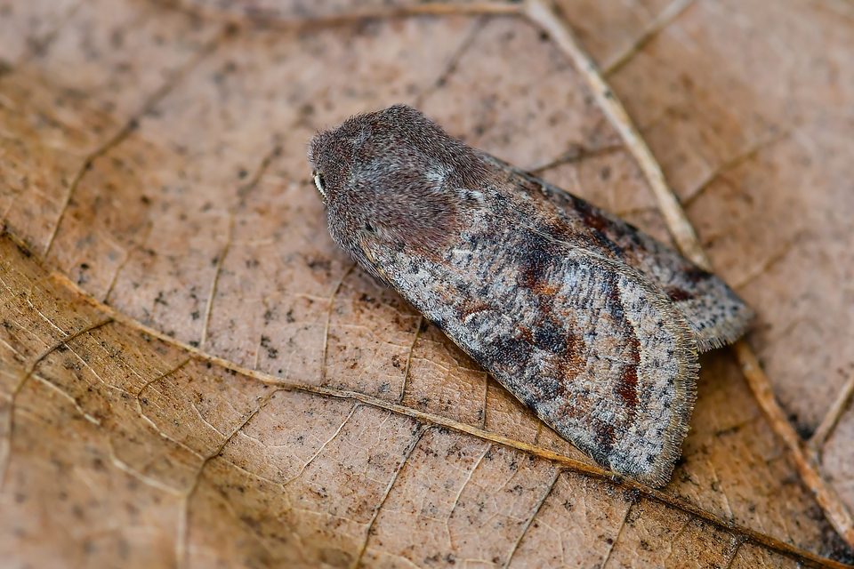 Orthosia incerta - változékony barkabagoly Orthosia incerta - változékony barkabagoly