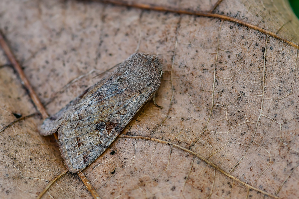 Orthosia incerta - változékony barkabagoly Orthosia incerta - változékony barkabagoly