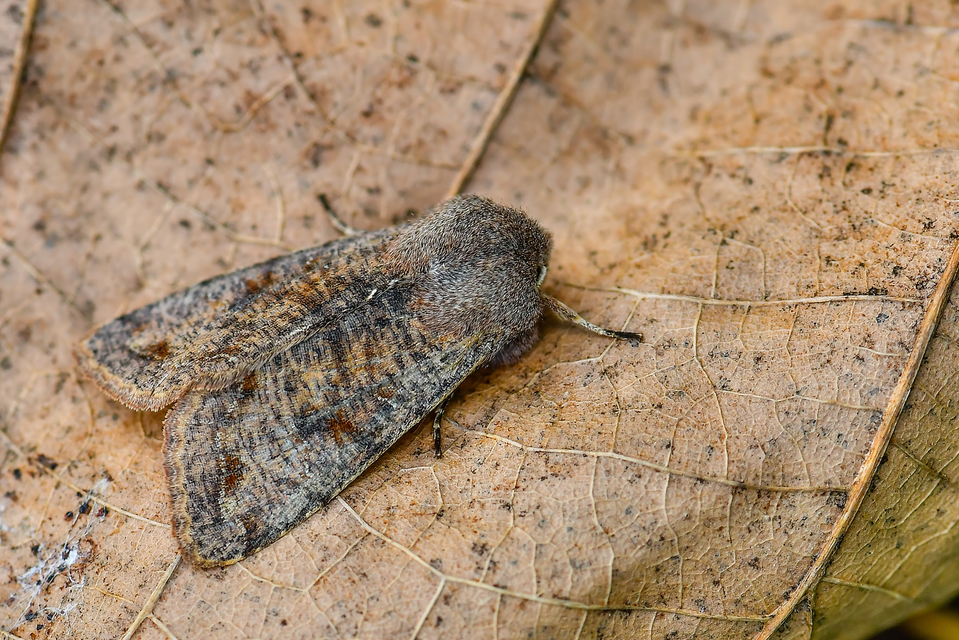 Orthosia incerta - változékony barkabagoly Orthosia incerta - változékony barkabagoly