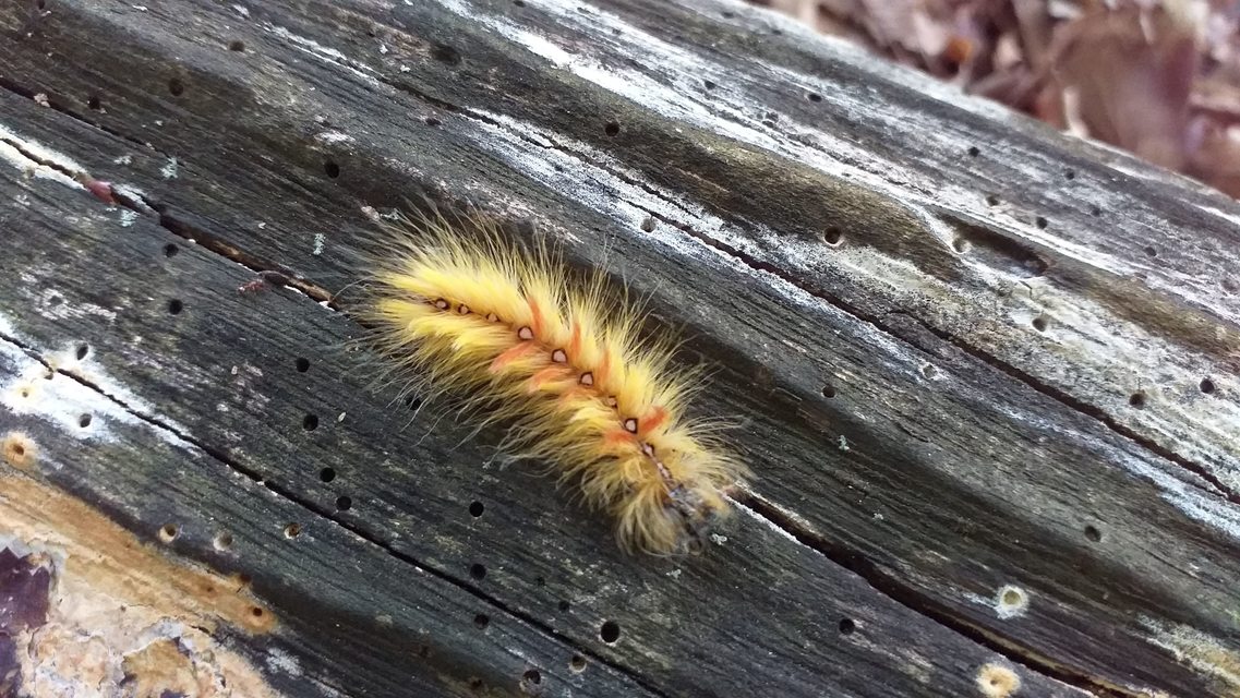 Acronicta aceris - vadgesztenye-szigonyosbagoly