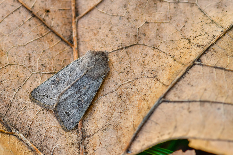 Orthosia populeti - nyárfa-barkabagoly