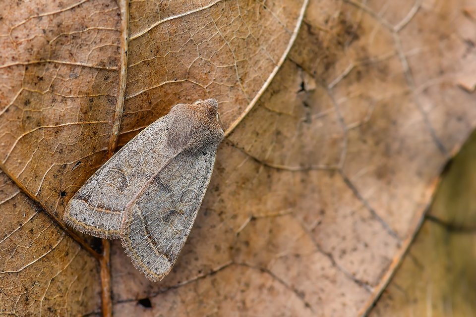 Orthosia cerasi - közepes barkabagoly