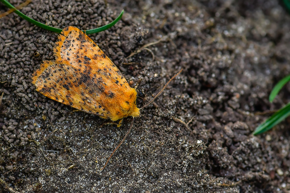 Conistra rubiginea - vörös őszibagoly