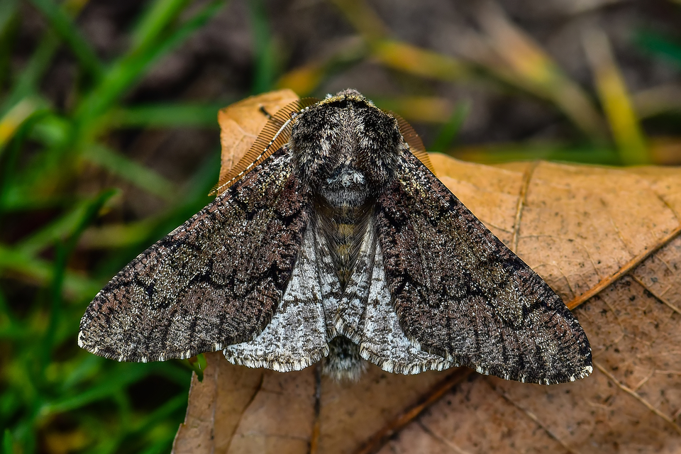 Biston strataria - barnapettyes araszoló