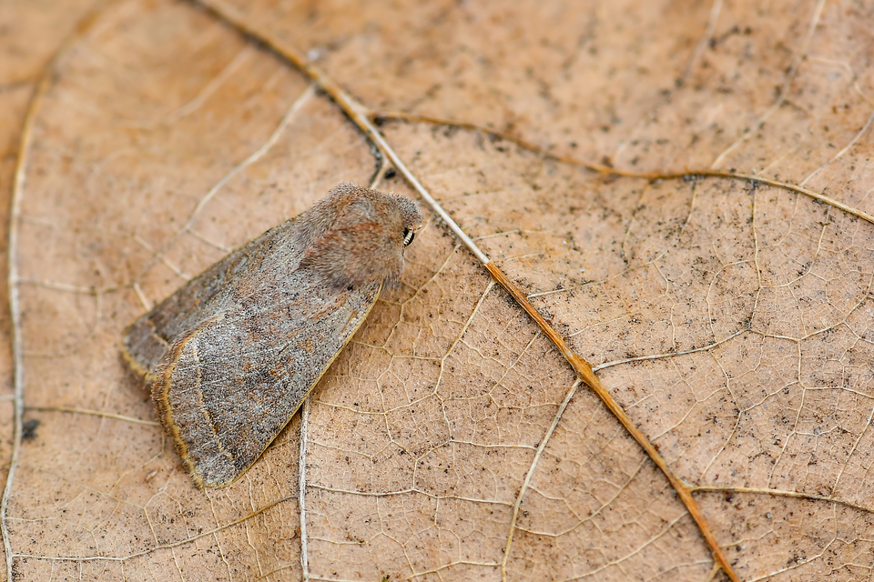 Orthosia cerasi - közepes barkabagoly