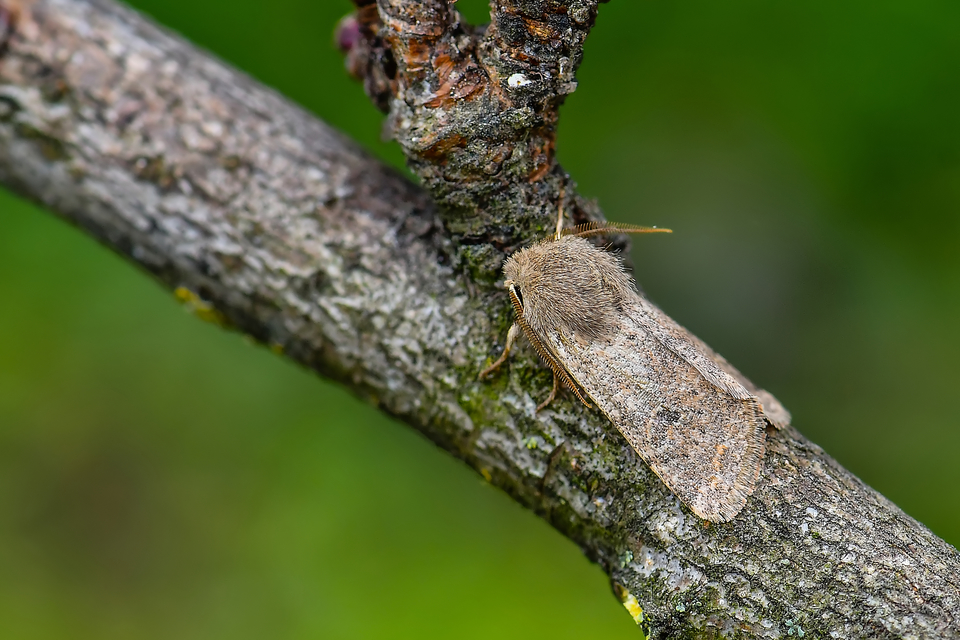 Orthosia cruda - kis barkabagoly