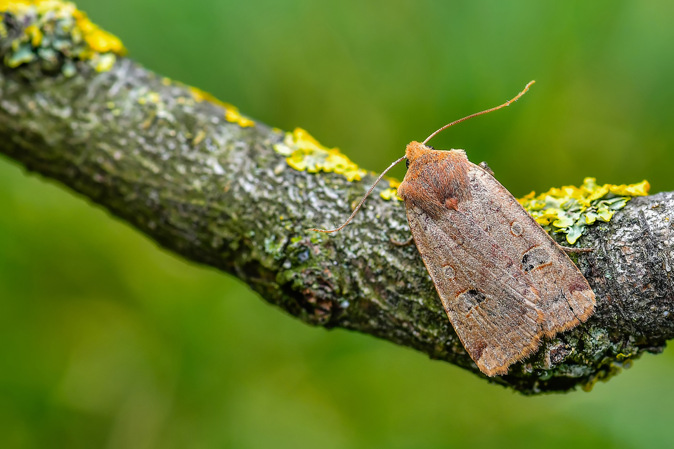 Conistra erythrocephala - vörösfejű őszibagoly