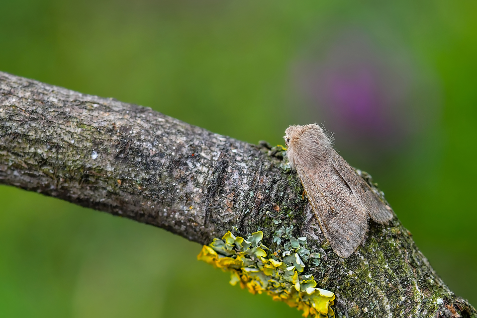 Orthosia cruda - kis barkabagoly