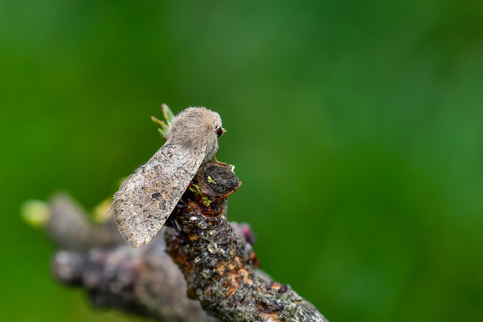 Orthosia cruda - kis barkabagoly