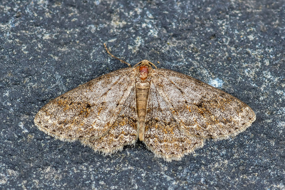 Ectropis crepuscularia - avararaszoló