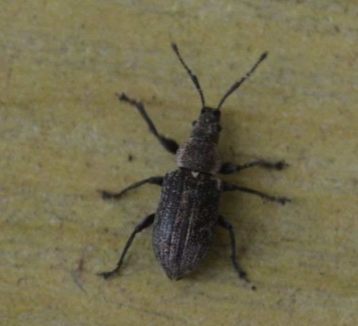 Phyllobius pyri - gyümölcsfa-levélormányos