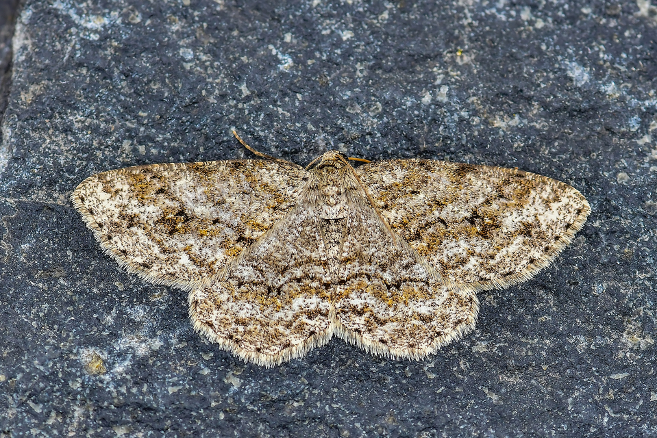 Ectropis crepuscularia - avararaszoló