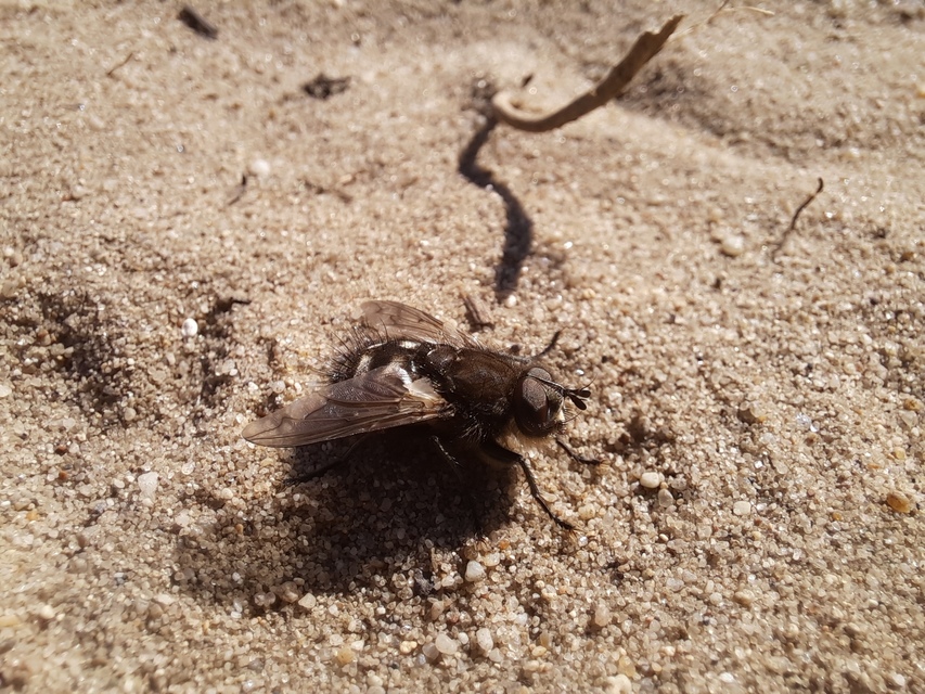 Ernestia puparum