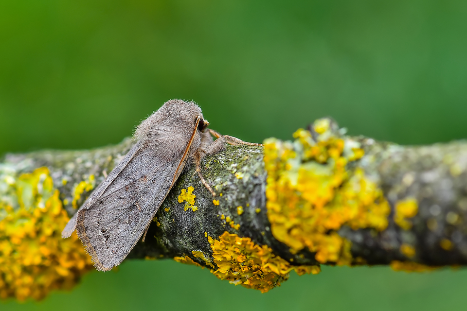 Orthosia populeti - nyárfa-barkabagoly