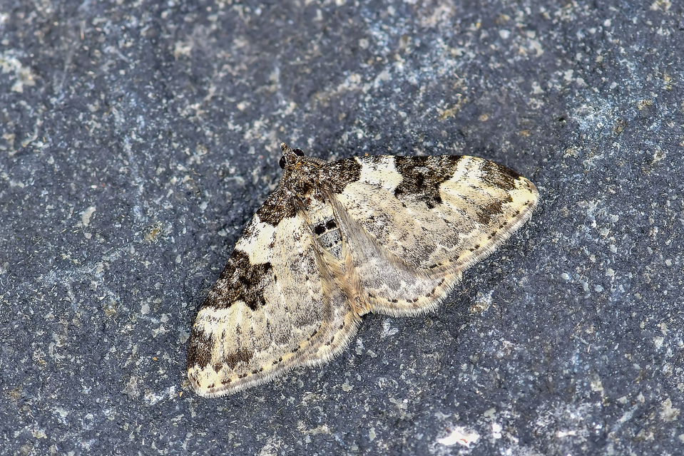 Xanthorhoe fluctuata - közönséges tarkaaraszoló