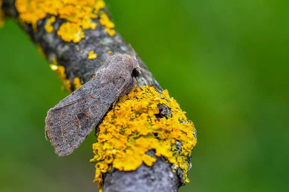 Orthosia populeti - nyárfa-barkabagoly