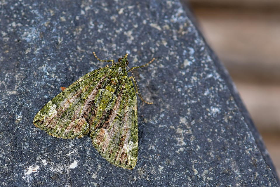 Chloroclysta siterata - salátazöld araszoló