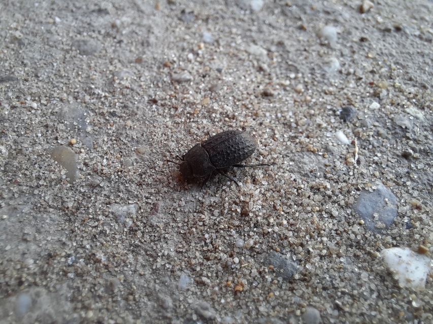 Opatrum sabulosum - sároshátú gyászbogár