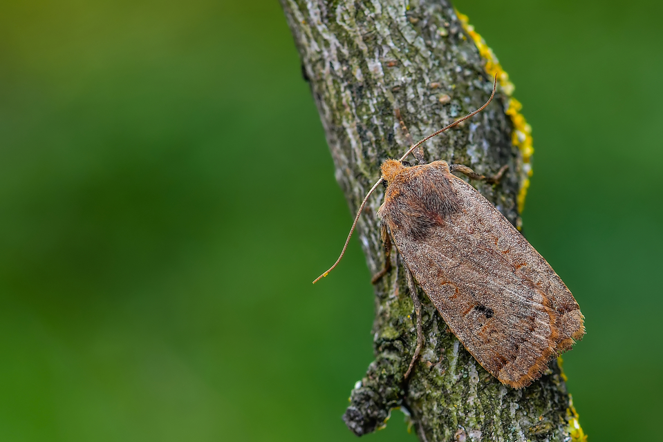 Conistra erythrocephala - vörösfejű őszibagoly