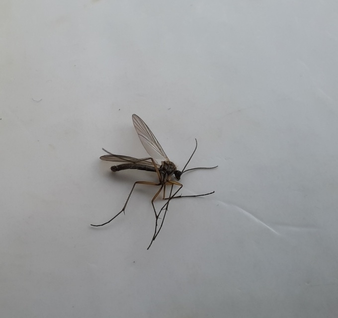 Mycetophilidae - gombaszúnyogok