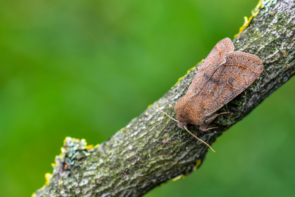 Orthosia cerasi - közepes barkabagoly