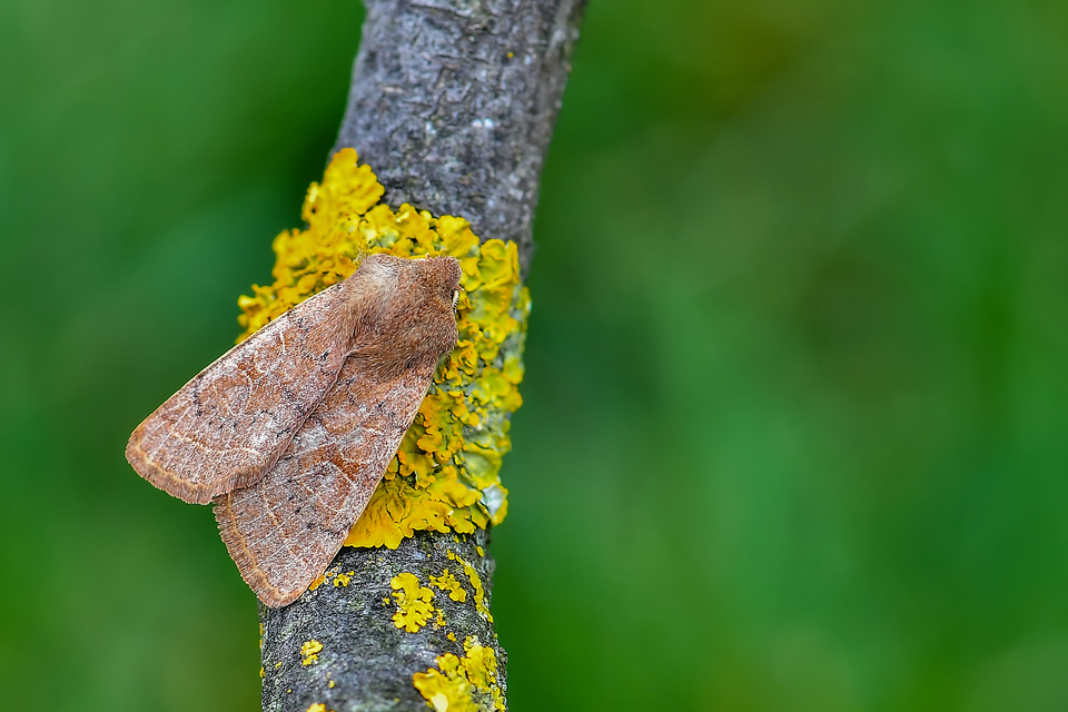 Orthosia cerasi - közepes barkabagoly
