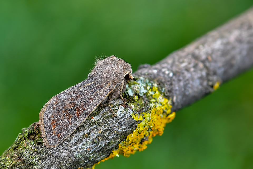 Orthosia incerta - változékony barkabagoly Orthosia incerta - változékony barkabagoly