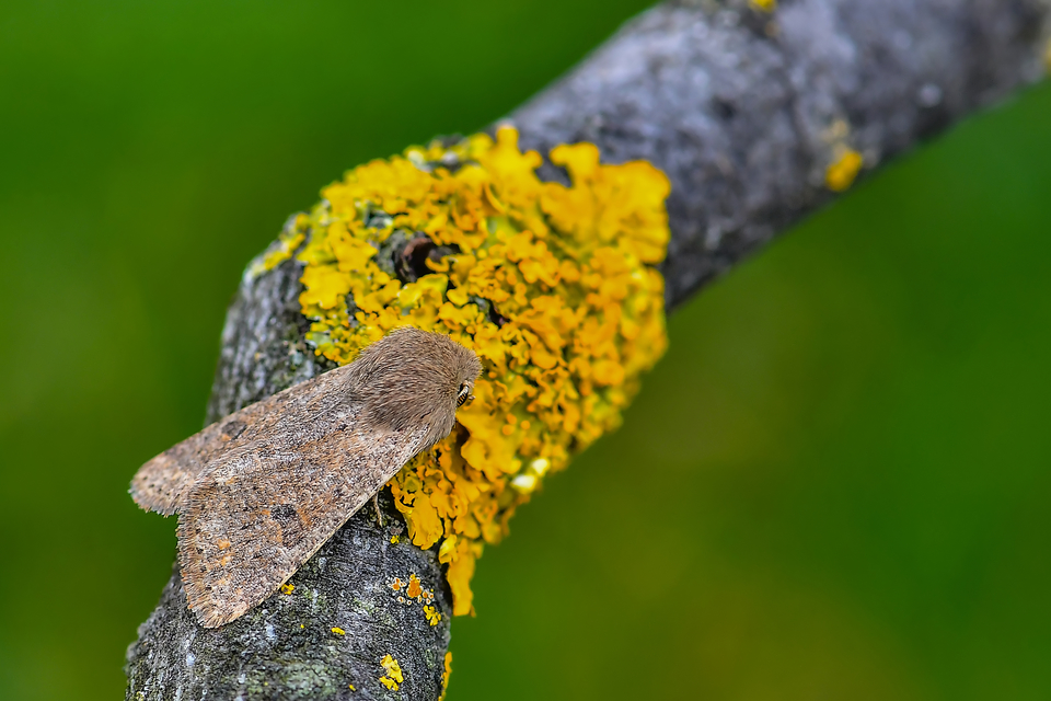 Orthosia cruda - kis barkabagoly