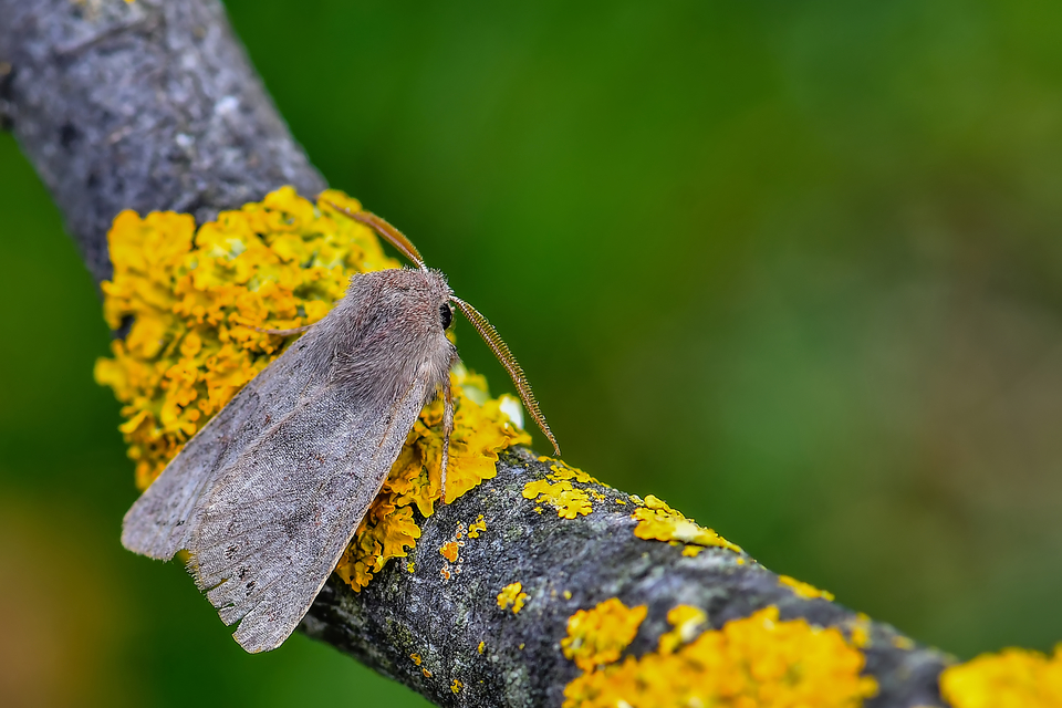 Orthosia populeti - nyárfa-barkabagoly