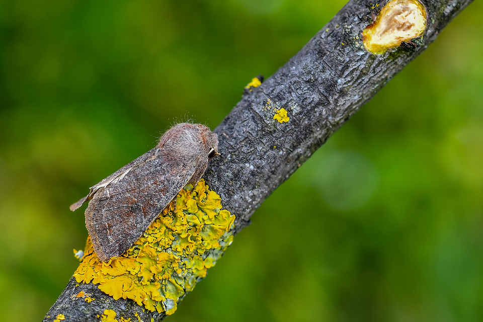 Orthosia incerta - változékony barkabagoly Orthosia incerta - változékony barkabagoly
