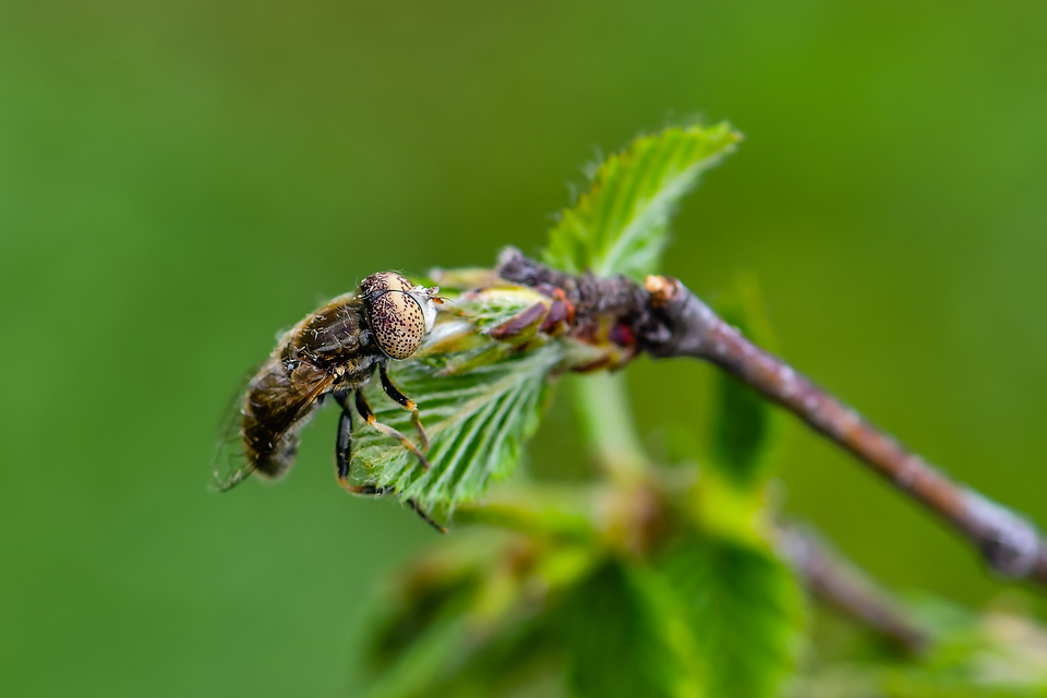 Eristalinus aeneus - bronzos foltosszeműlégy