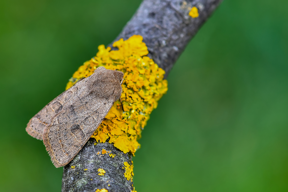 Orthosia cerasi - közepes barkabagoly