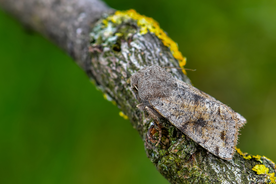 Orthosia incerta - változékony barkabagoly Orthosia incerta - változékony barkabagoly