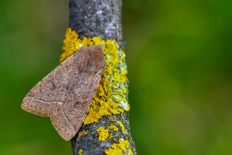 Orthosia cerasi - közepes barkabagoly
