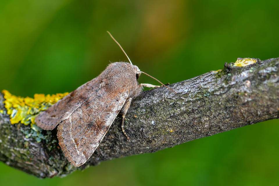 Orthosia incerta - változékony barkabagoly Orthosia incerta - változékony barkabagoly