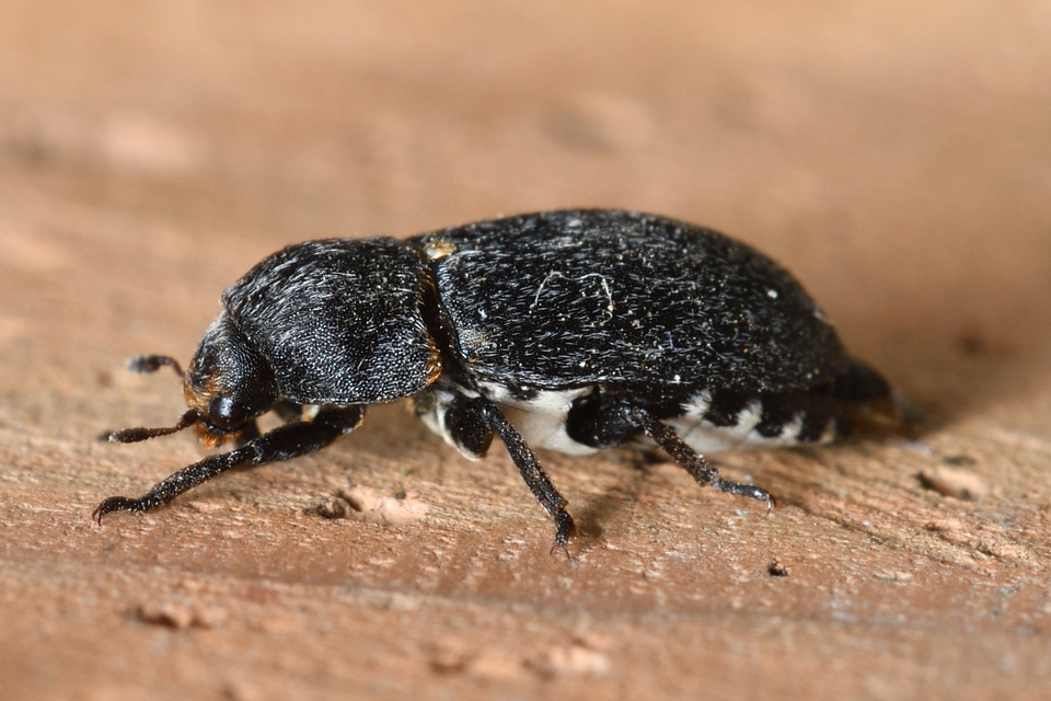 Dermestes laniarius - gyászos porva Dermestes laniarius - gyászos porva