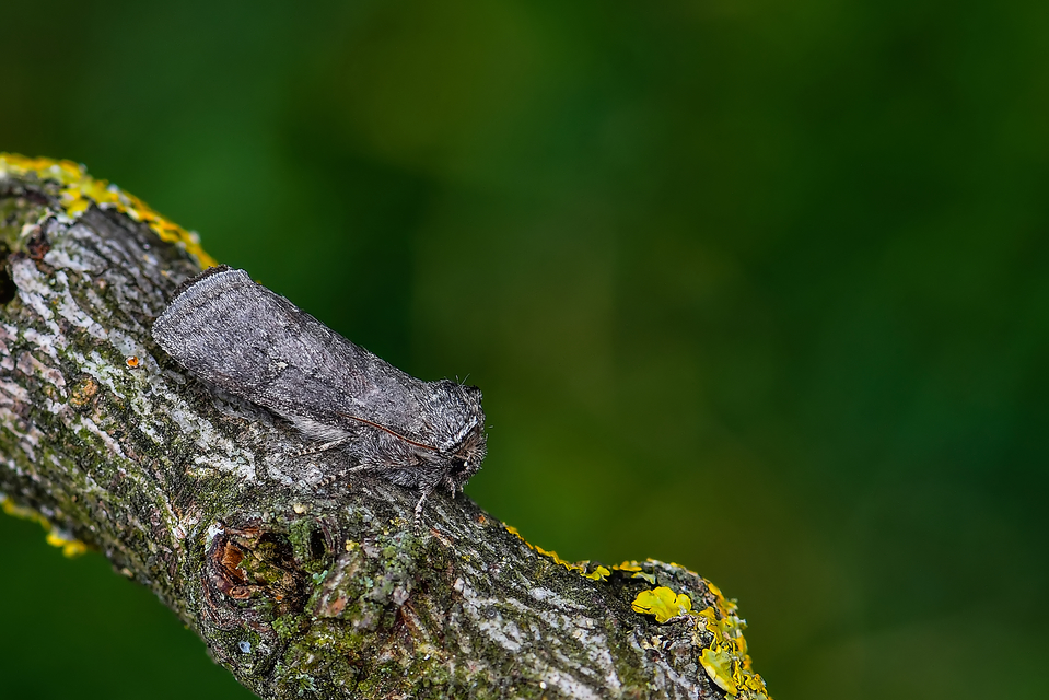 Asphalia ruficollis - vörösnyakú pihésszövő